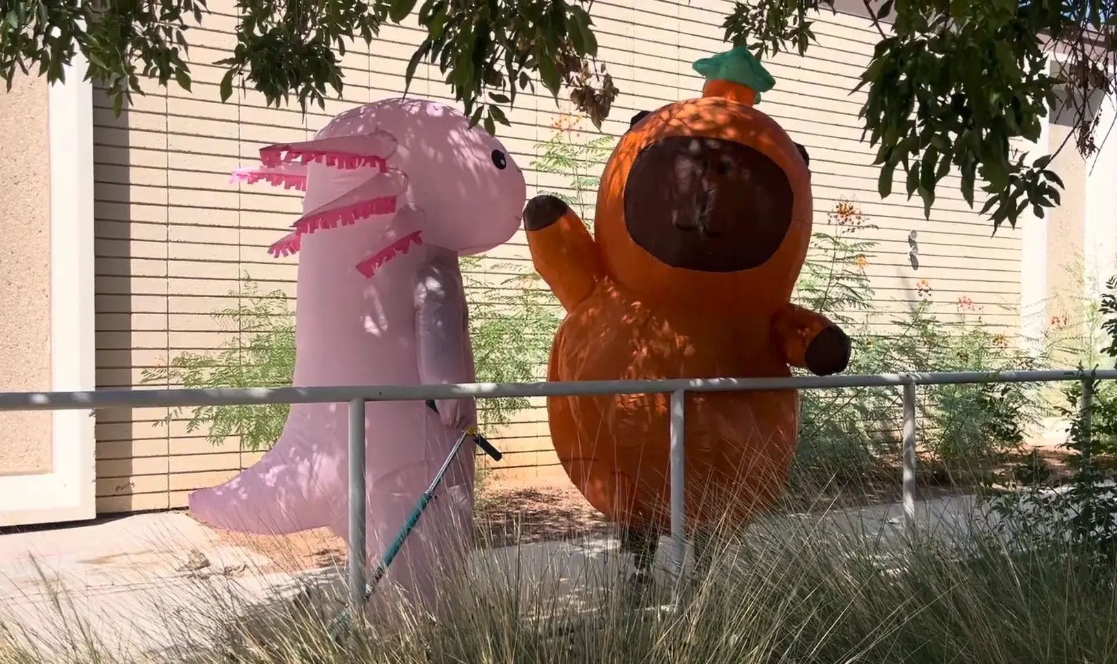 Capybara and Axolotl